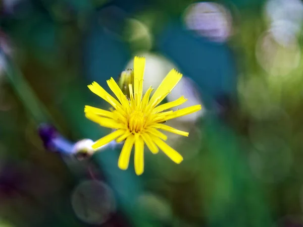 Μικρά Κίτρινα Άνθη Στον Αγρό Μακροεντολή — Φωτογραφία Αρχείου