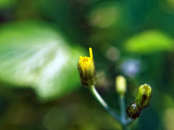 Kleine Gelbe Blüten Auf Dem Feld Makro — Stockfoto