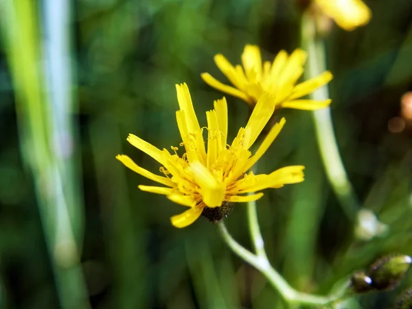 Kleine Gele Bloemen Het Veld Macro — Stockfoto