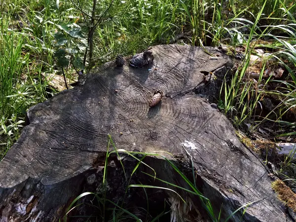 Yazın, ormandaki bir açıklıkta yaşlı bir ağaç kütüğü.