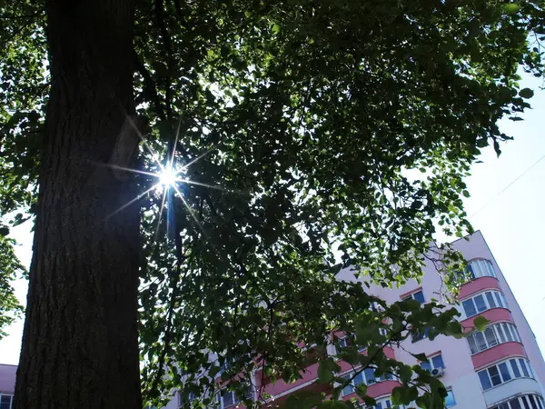 Yazın Parlak Güneş Işığında Evin Bahçesinde Bir Ağaç — Stok fotoğraf