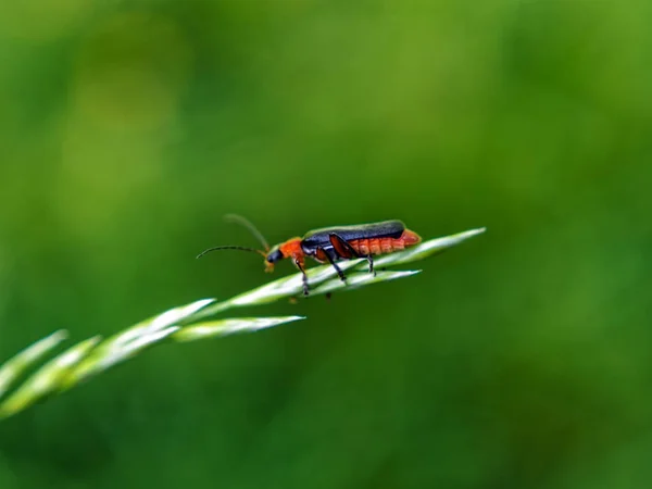 Hierba Silvestre Campo Macro — Foto de Stock