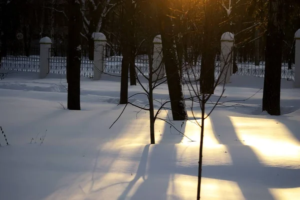 Schatten Von Bäumen Park Winter — Stockfoto