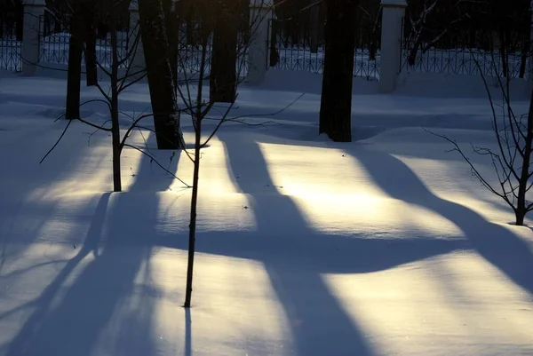 Skuggor Från Träd Parken Vintern — Stockfoto