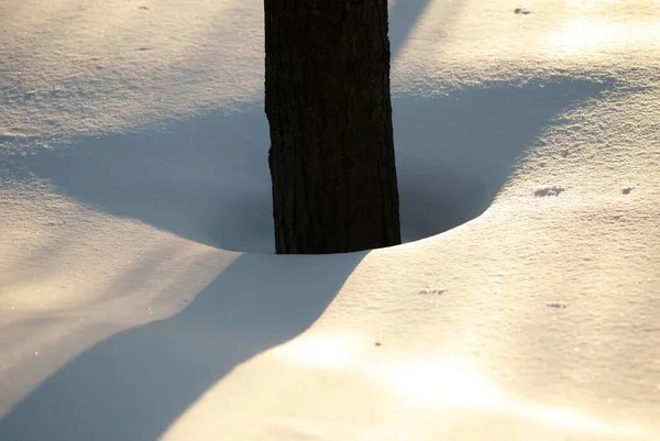 Sombras Árvores Parque Inverno — Fotografia de Stock