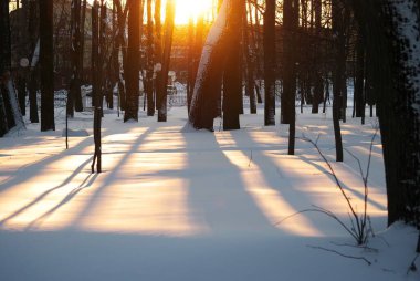 Parktaki ağaçların arasında, kışın gün batımında.