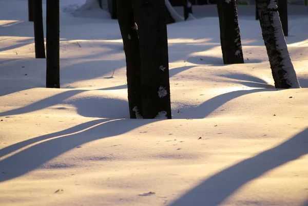 Schaduwen Van Bomen Het Park Winter — Stockfoto