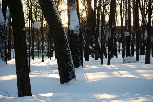 Shadows Trees Park Winter — Stock Photo, Image