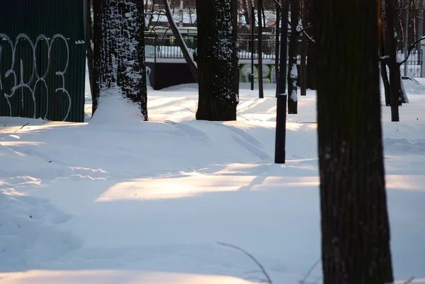 Skuggor Från Träd Parken Vintern — Stockfoto