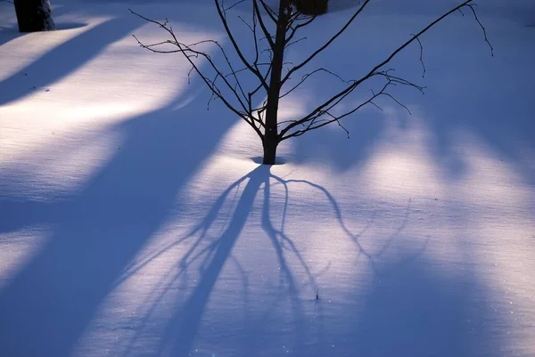 Schaduwen Van Bomen Het Park Winter — Stockfoto