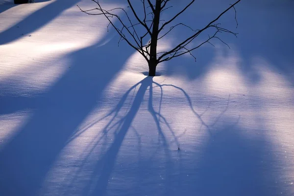 Schaduwen Van Bomen Het Park Winter — Stockfoto