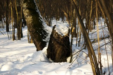 Parktaki ağaçların gölgesi, kışın