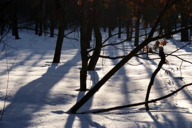 Parktaki ağaçların gölgesi, kışın