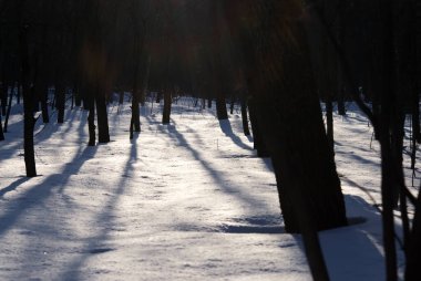 Parktaki ağaçların gölgesi, kışın