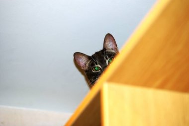 Genç bir tekir kedi bir kutunun arkasından dışarı bakar, Moskova