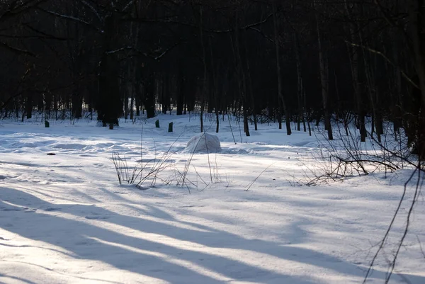 Varjoja Puiston Puista Talvella — kuvapankkivalokuva