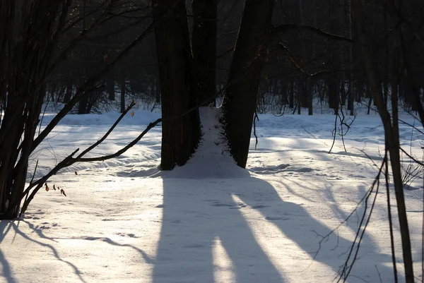 Cienie Drzew Parku Zimą — Zdjęcie stockowe