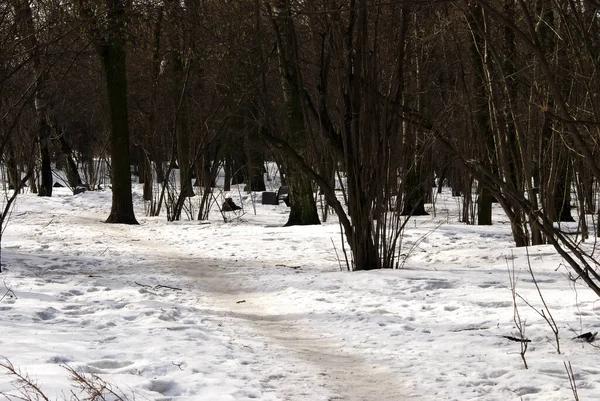 Sombras Árvores Parque Inverno — Fotografia de Stock