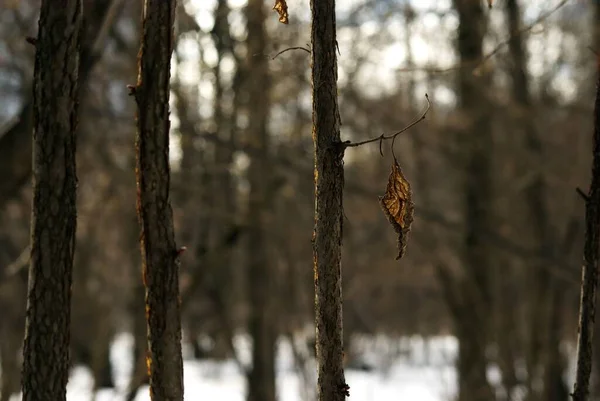 last year\'s leaf hangs on a branch, in winter