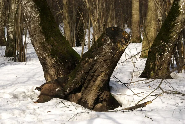 Тіні Дерев Парку Взимку — стокове фото