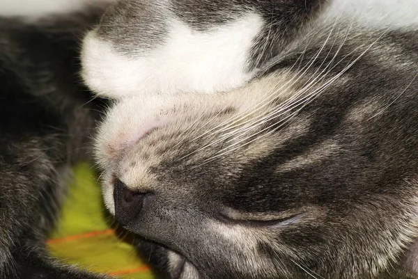 Eine Junge Katze Schläft Zusammengerollt Moskau — Stockfoto