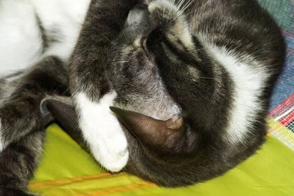Gato Joven Duerme Acurrucado Moscow —  Fotos de Stock