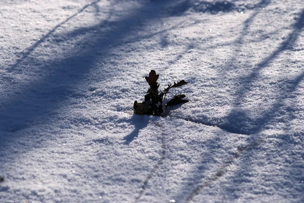 Hoja Roble Sobresale Nieve Invierno — Foto de Stock