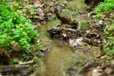 İlkbaharda, ormanda küçük bir dere.
