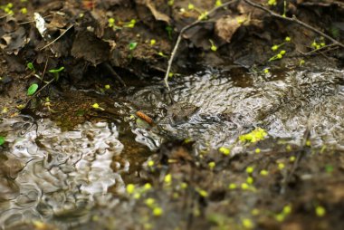 İlkbaharda, ormanda küçük bir dere.