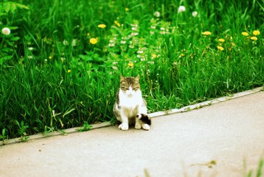 İlkbaharda asfaltta pofuduk bir kedi oturuyor.