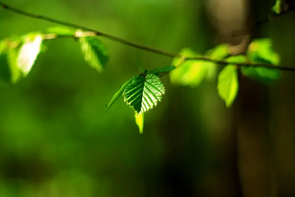 Folhas Jovens Ramo Dia Claro Primavera — Fotografia de Stock