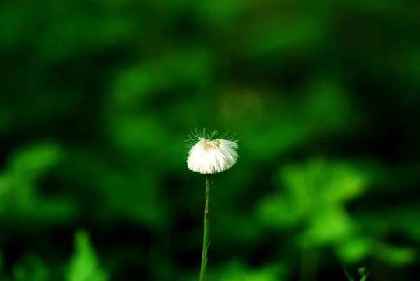 Pissenlit Blanc Dans Forêt Printemps — Photo