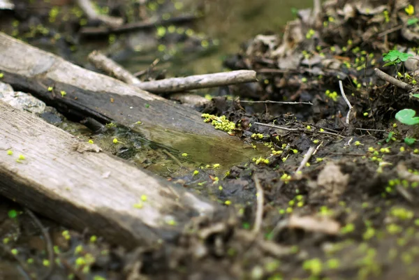 Ein Kleiner Bach Wald Frühling — Stockfoto