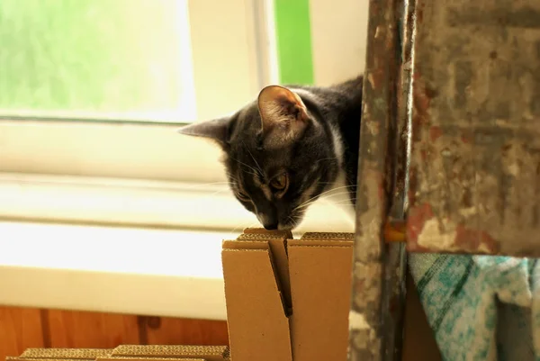 Gato Senta Atrás Uma Escada Dobrável Contra Fundo Uma Janela — Fotografia de Stock