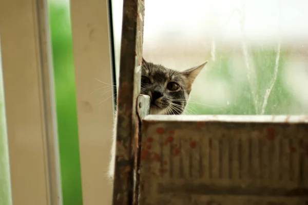 Gato Sienta Detrás Una Escalera Plegable Sobre Fondo Una Ventana — Foto de Stock