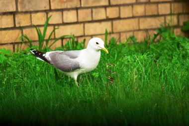 Şehirde, çimlerin üzerinde büyük bir martı duruyor.
