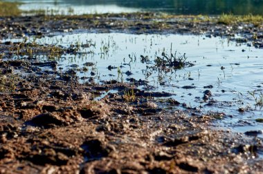 Yazın tarladan geçen toprak yol.