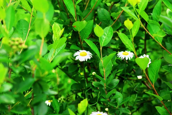 Fleurs Camomille Poussaient Parmi Les Buissons Été — Photo