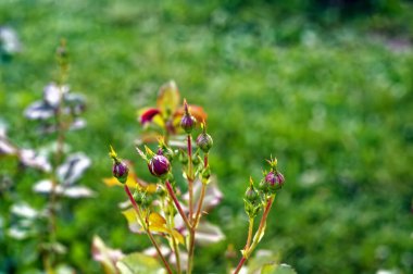 Yazın bir dalda küçük bir gül çiçeği