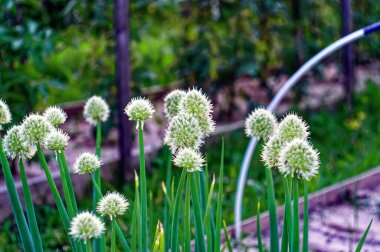 Bahçede tohumlu soğan okları, yazın.