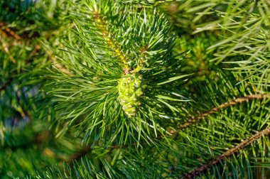 Yazın, bahçede genç bir ladin dalları.