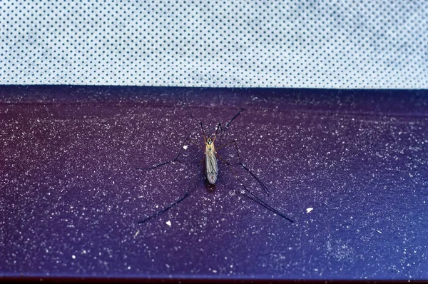 Büyük Bir Sivrisinek Yazın Plastik Bir Yüzeye Oturur — Stok fotoğraf