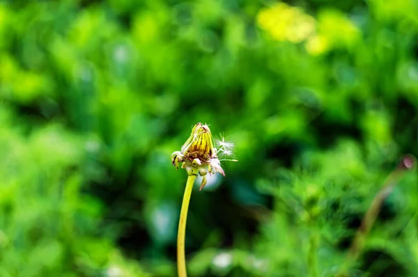 Löwenzahn Mit Fast Geflogenen Samen Sommer — Stockfoto