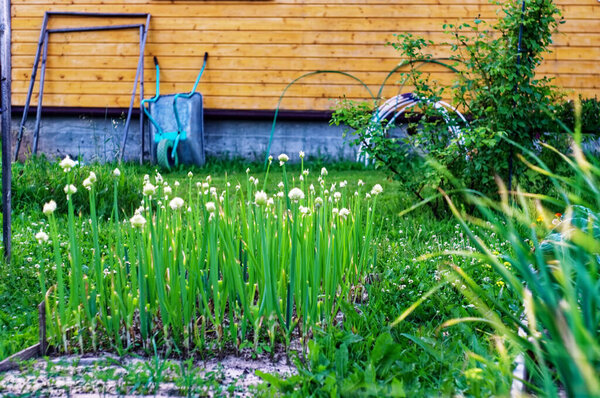 луковые стрелы с семенами в саду, летом