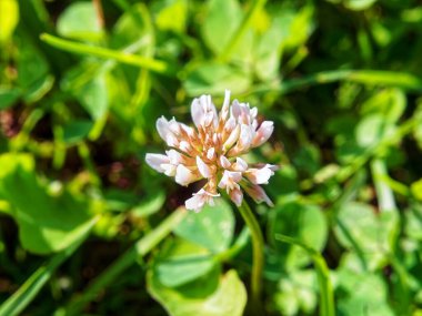 Bahçede yonca çiçeği, yazın.