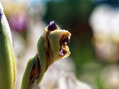 Yazın bahçede kurumuş çiçek.