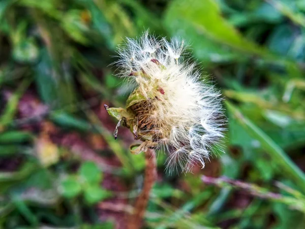 Fleur Pissenlit Presque Chauve Dans Jardin Été — Photo