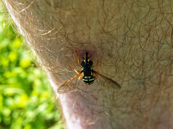 Fruchtfliege Sitzt Auf Dem Bein Eines Mannes Makro — Stockfoto