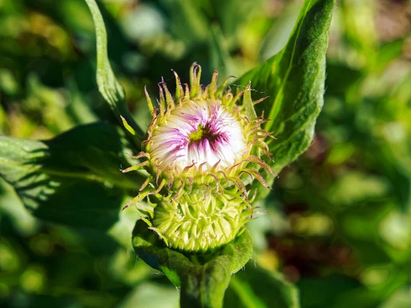 Unopened Aster Flower Garden Macro — Stock Photo, Image