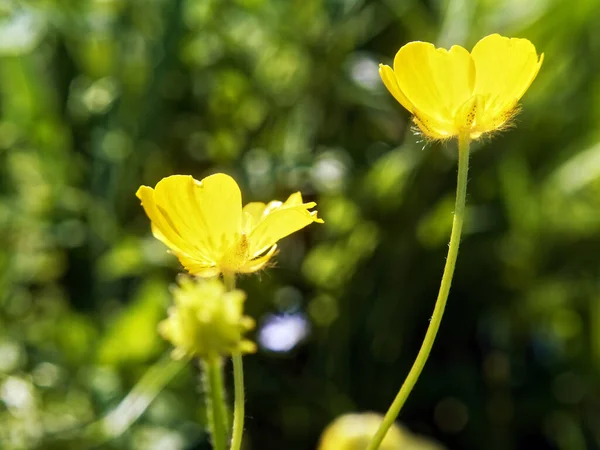 Μικρά Κίτρινα Λουλούδια Στον Κήπο Καλοκαίρι — Φωτογραφία Αρχείου